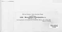 Microsphaera nemopanthis image